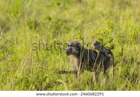 Olive Baboons in Masai Mara National Reserve, Kenya