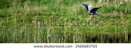 Gray heron bird (Heron, Ardea cinerea) in flight over freshwater waters