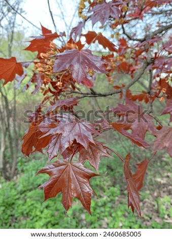 unusual color of young leaves of red maple spring. Leaves of red maple.	