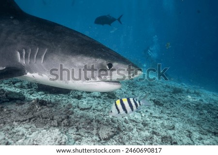 A tiger shark (Galeocerdo cuvier) glides near the ocean floor, its formidable figure standing out among reef fish and underwater rocks. 
