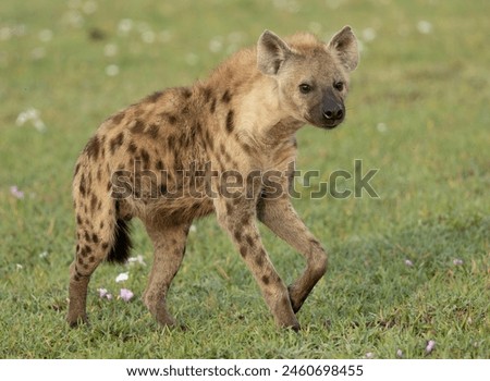 Spotted or Laughing Hyena in Grumeti region of Serengeti National Park, Tanzania