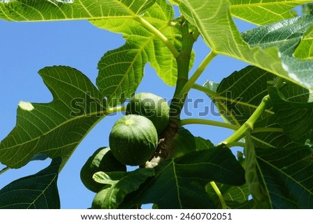 Fig fruits on the tree with green leaves bellow the blue sky in early summer