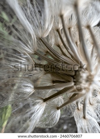 Tragopogon dubius (Manger) seed head close-up. Western Salsify seeds, Tragopogon dubius, macro image background.