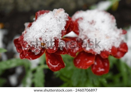 Red marigold flowers covered with snow in the garden in spring