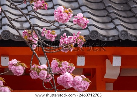 Japanese cherry blossoms against the orange of a shinto shrine in Kyoto during sakura.  Royalty-Free Stock Photo #2460712785