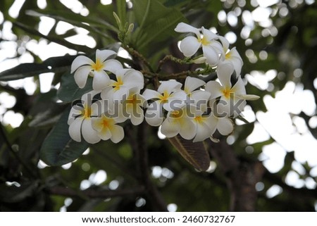Exterior photo detail view of beautiful pretty white lotus flowers blooming with white petals in a tree in a park garden during spring summer season in thailand in asian asian plants botanic scent 