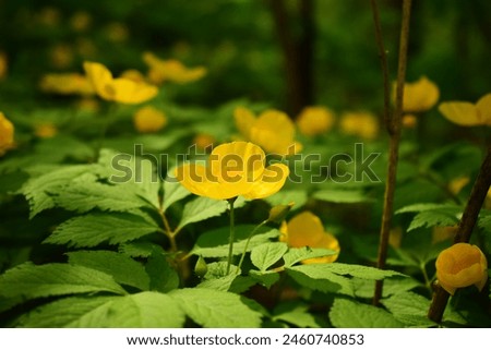 Chylomecon is a genus of flowering plants in the Papaveraceae family. Chylomecon is a genus of flowering plants in the Papaveraceae family. Thickets of yellow flowers. Khabarovsk Territory.  Royalty-Free Stock Photo #2460740853