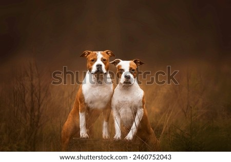 two amstaff dogs standing next to each other in a forest soft backgroung