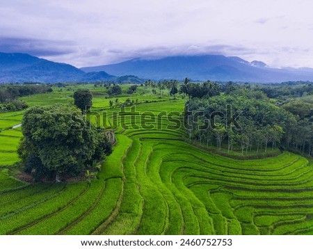 Beautiful morning view indonesia, Panorama Landscape paddy fields with beauty color and sky natural light