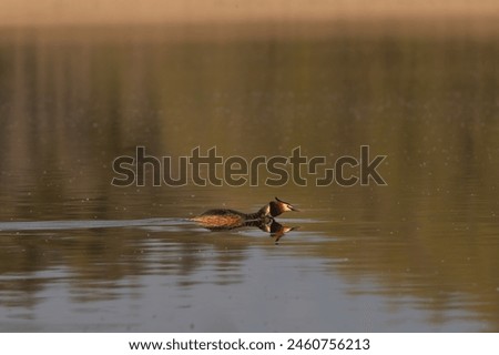 Great crested grebe - Podiceps cristatus - swimming in colorful calm water. Photo from Masurian Lake Land in Poland.