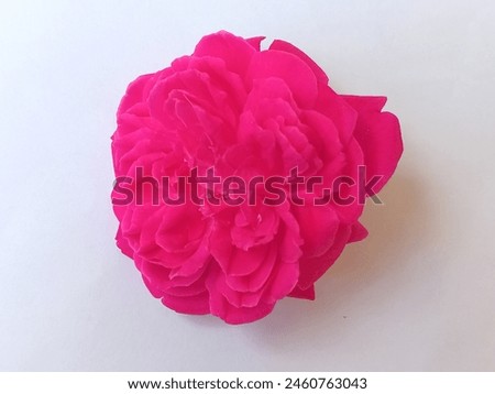 Beautiful pink roses, picture taken from the front angle