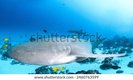 nurse sharks in Maldives swim gracefully