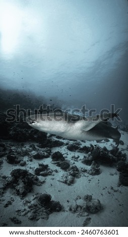 nurse sharks in Maldives swim gracefully