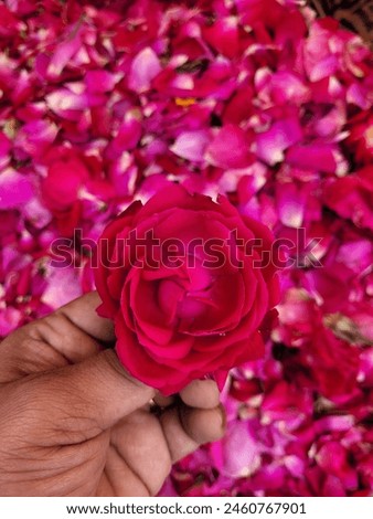 rose flower picture flower market