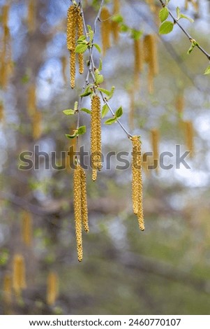 Full frame macro abstract texture background of elongated yellow catkin flowers suspended on the branch of a river birch tree (betula nigra)
