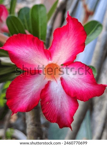 Adenium obesum is a herbal plant but it has poisonous sap so it is dangerous if you don't know about it