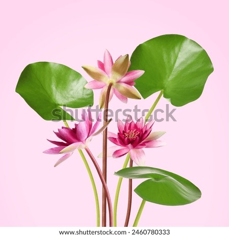 Beautiful lotus flowers with long stems on pink background