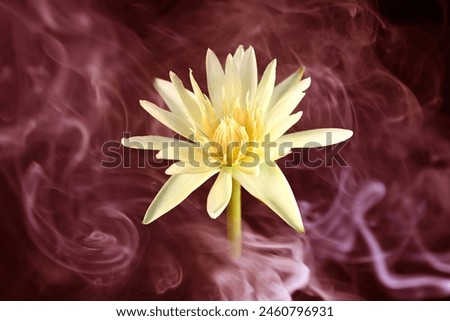 Yellow  lotus flower on black background with smoke