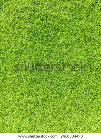 this is a grass texture picture this is green fresh grass this is amazing picture 