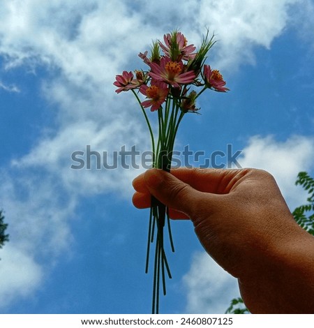 Pink cosmos daisies held against a background of clouds and blue sky