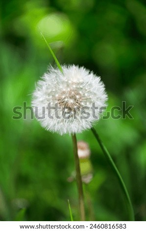 Beautiful dandelion. White dandelion flowers in green grass. High quality photo. Macro.