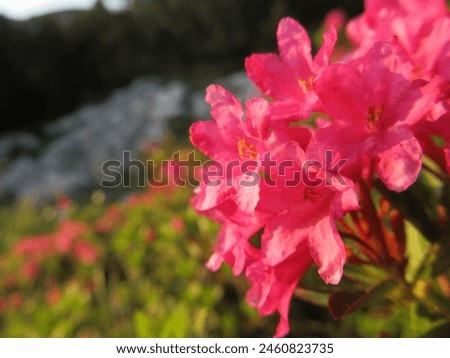 Wild hairy alpine rose with blurred natural vegetation in the background