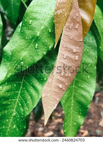 Young mango leaves in early stages, displaying brown hues against a backdrop of lush greenery. Perfect for botanical studies and agricultural themes. Mango leaves in brown color brown and green nature