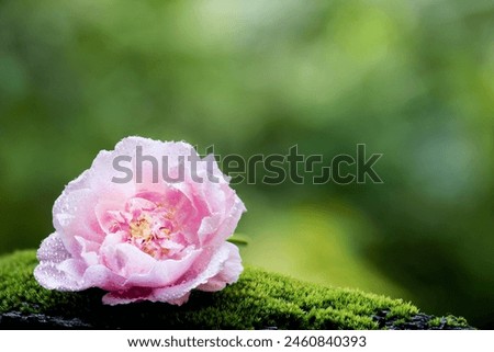Pink damask rose flower on natural background.