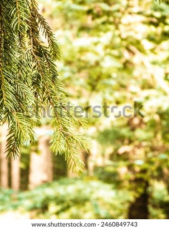Forest background. Close-up of spruce branches. NAture concept. Copy space on blur. Abstract filter toned. Royalty-Free Stock Photo #2460849743