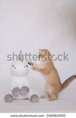 A kitten on a white background plays with a plush unicorn toy