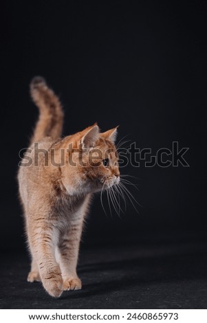 a golden-colored British breed cat on a black background