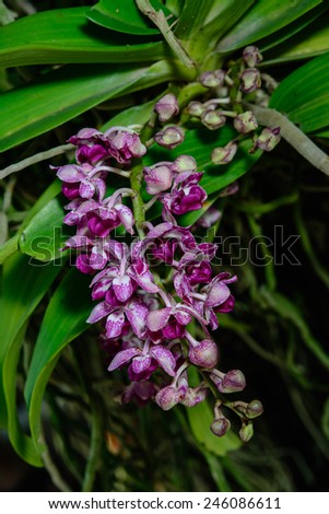 purple and white orchid on nature background, Rhynchostylis gigantea