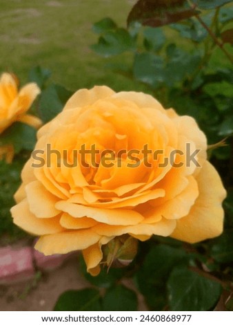 closeup picture of beautiful yellow rose.