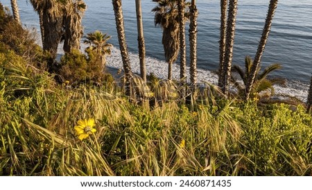 Southern California beaches, sunsets, surfers, tide pools and palms trees at Swamis Reef Surf Park and Moonlight Beach in Encinitas California.