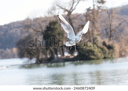 A seagull in flight at Annecy Lake in France