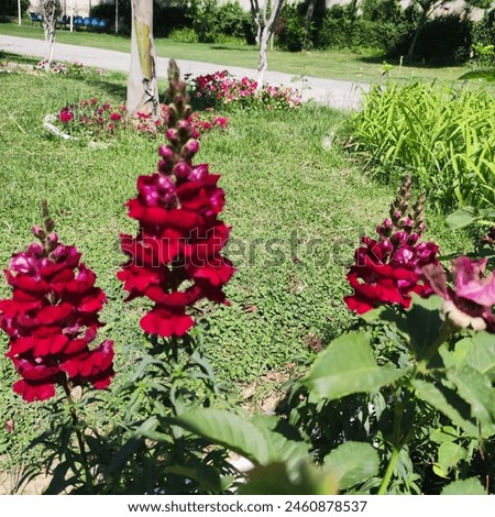 dark red coloured antranium flowers blooming and enhancing the beauty of the surrounding.It is spring season blooming flowers.It has also medicinal properties.
