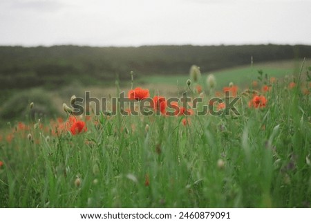 Vivid poppy field - Armistice or Remembrance day concept