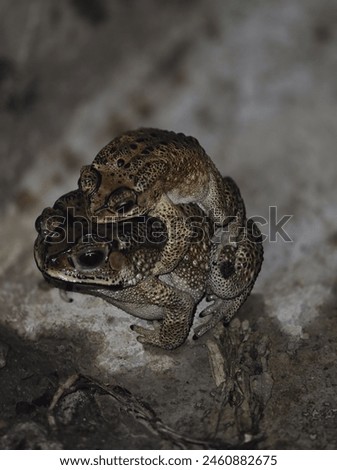 Indian two toads animal closed picture 
