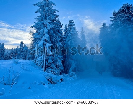 Ski skiing mountain snow winter snowing Eastern Europe resort boro sport trees holiday travel vacation people person sky cloud mountain mountains sun sunny ice people Borovets Bulgaria
