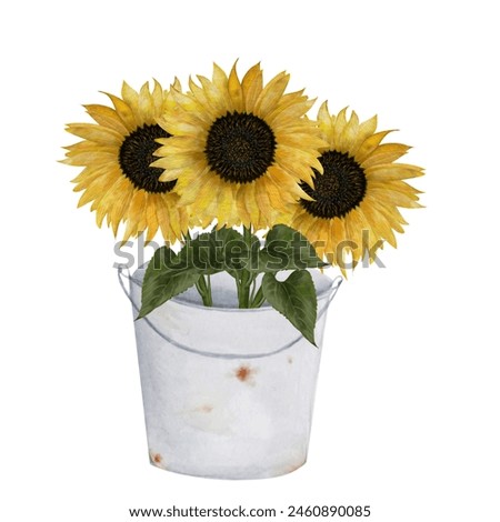 Sunflowers in a bucket watercolor. Hand drawn composition on white isolated background. Botanical clip art. Ideal for cards and invitations for Easter, Thanksgiving, Mother's Day