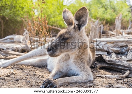 Capture the essence of Australia's iconic wildlife with this charming photograph of a kangaroo in its natural habitat. With its distinctive hopping gait and adorable features.