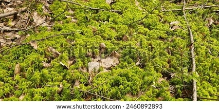 Moss, a small green plant, grows in damp environments. It lacks roots and reproduces through spores. It plays a role in ecosystems by retaining moisture and nutrients, and is often found in forests, b Royalty-Free Stock Photo #2460892893