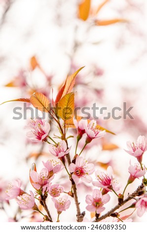 Close up Sakura flowers blossom on blur background in sweet moment.