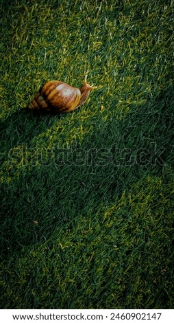 Snail biasa dipanggil keong di Indonesia, hewan gastropoda yang dikenal dengan jalannya yang lambat. Royalty-Free Stock Photo #2460902147
