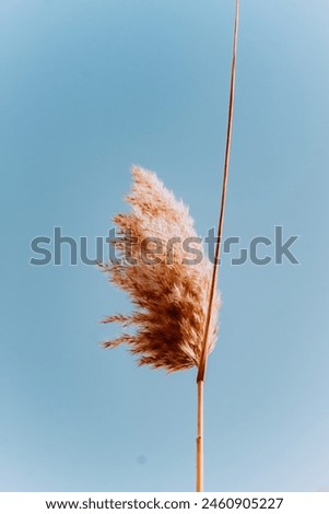 the fluffy top of the pampas grass against the sky. Background photo for the poster. Pastel grass on a blue background