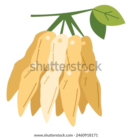 Tamarind fruit vector image, buah asam jawa flat design illustration, cartoon tamarindo or tamarindus indica, indian date clip art Royalty-Free Stock Photo #2460918171