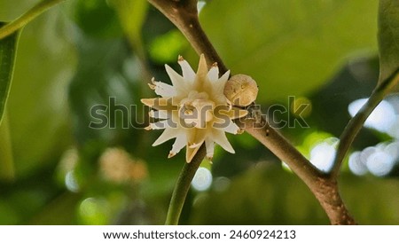 Close image of flower, Mimusops elengi or Bokul flower on the tree.
