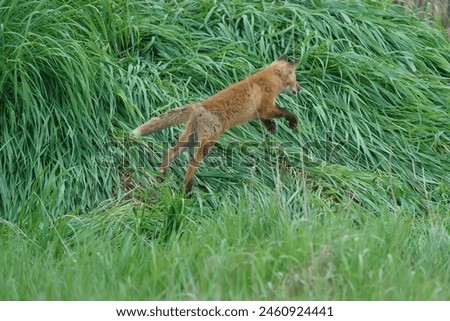 Leaping red fox kits.   The kit is jumping and pouncing as it plays in the long green grass near its den.  baby, fox, foxes, field, spring, playful, fun, running, healthy, pups,  Royalty-Free Stock Photo #2460924441