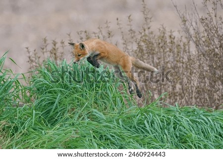 Leaping red fox kits.   The kit is jumping and pouncing as it plays in the long green grass near its den.  baby, fox, foxes, field, spring, playful, fun, running, healthy, pups,  Royalty-Free Stock Photo #2460924443