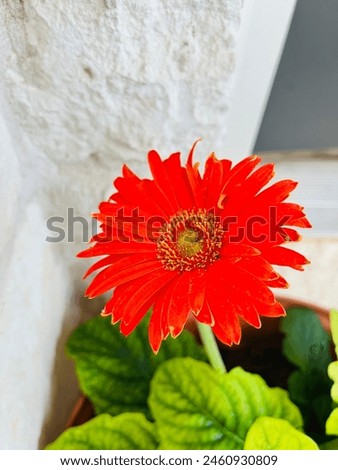 Bright orange daisy flower picture